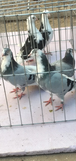 jucatori de galați 