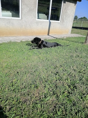 Cățel cane corso  - imagine 3
