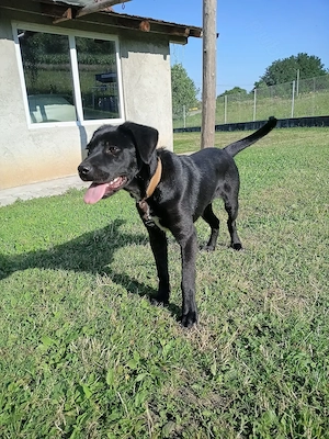 Cățel cane corso  - imagine 5
