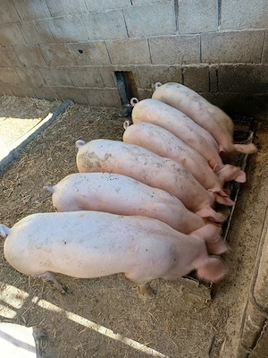 Ofertă o perche 