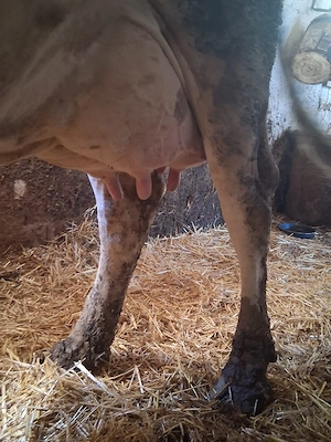 Vând Vacă Rasa Holstein Friz  - imagine 3
