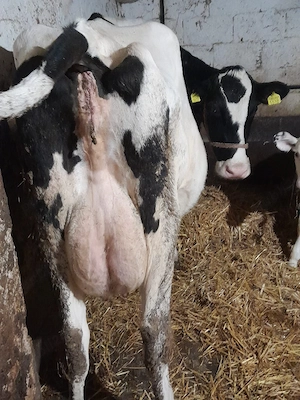 Vând Vacă Rasa Holstein Friz 
