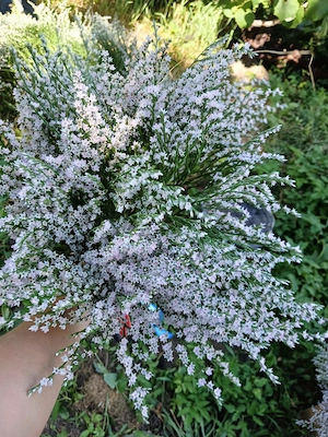 Flori uscate tataricum