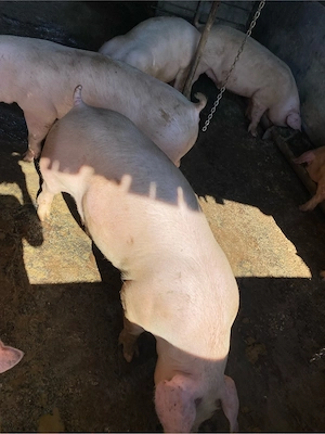 Poric de carne