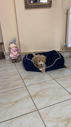 Maltipoo Maltipo femela  - imagine 4