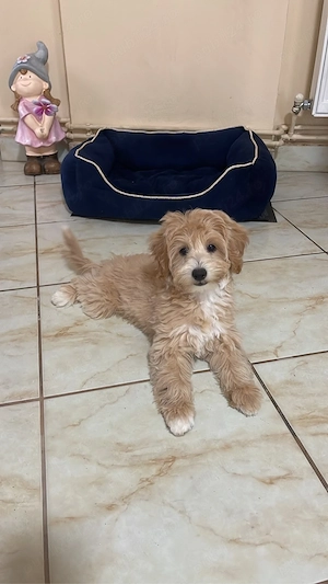 Maltipoo Maltipo femela  - imagine 3