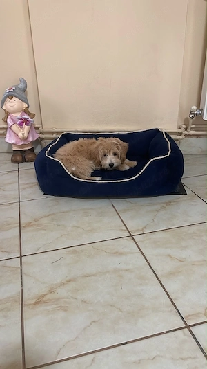 Maltipoo Maltipo femela 