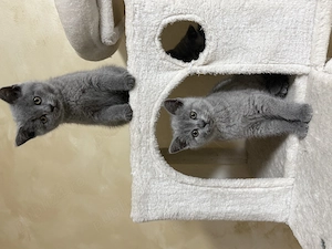 Pisicuțe British Shorthair - imagine 3