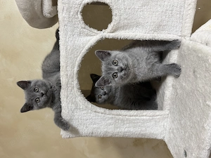 Pisicuțe British Shorthair