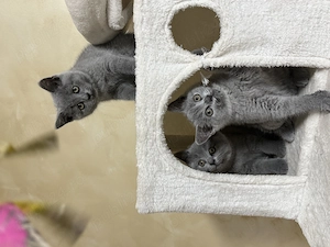 Pisicuțe British Shorthair - imagine 2