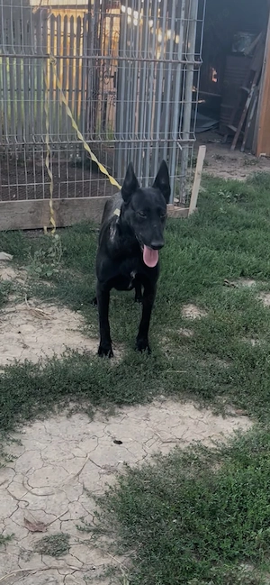 Malinois femela cu pedigree
