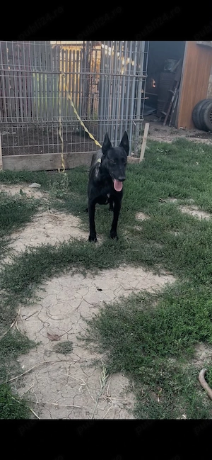 Femela malinois carbone - imagine 3