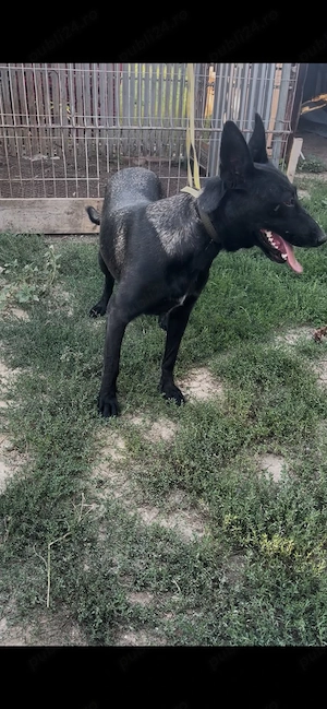 Femela malinois carbone - imagine 2