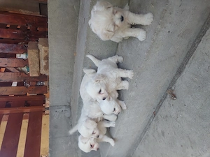 BICHON Maltez rasă pură - imagine 2