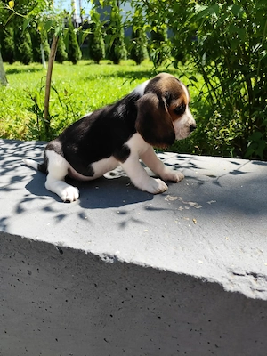 Catelusa beagle 