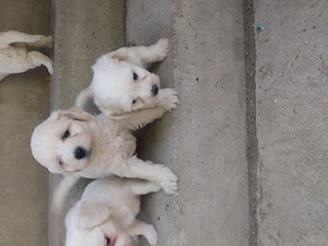 BICHON Maltez rasă pură