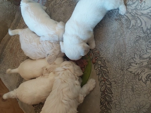 BICHON Maltez rasă pură - imagine 5