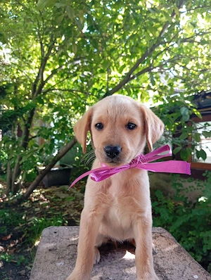 Puiuți de Labrador  - imagine 4