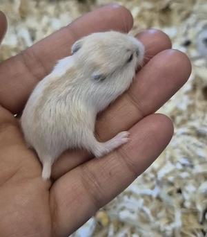 Donez hamsteri pitici de 4 luni - imagine 3