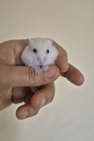 Donez hamsteri pitici de 4 luni - imagine 2