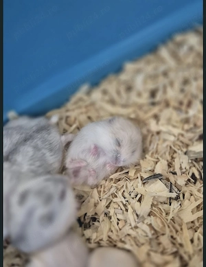 Donez hamsteri pitici de 4 luni - imagine 4