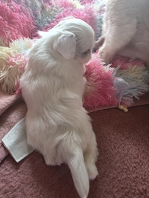 shihtzu rasa pură  - imagine 3