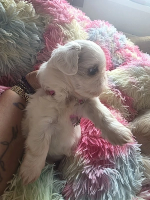shihtzu rasa pură 
