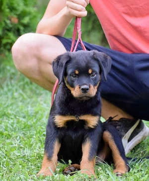 Pui Rottweiler cu pedigree - imagine 2