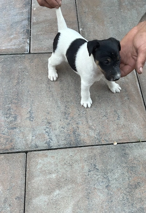 Vand cățeluşi Fox Terrier - imagine 5