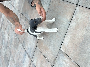 Vand cățeluşi Fox Terrier - imagine 2