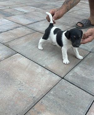 Vand cățeluşi Fox Terrier - imagine 4