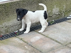 Vand cățeluşi Fox Terrier - imagine 3