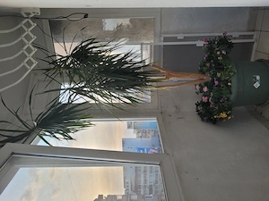 Planta Dracena, 6 ramuri, 3 m înălțime, varsta planta 19 ani