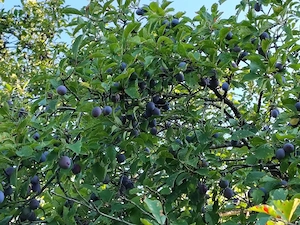 Prune si mere pentru țuica 