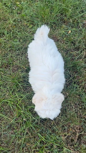 Pui Bichon  - imagine 2