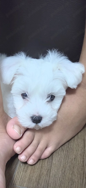 Vand pui bichon  - imagine 2