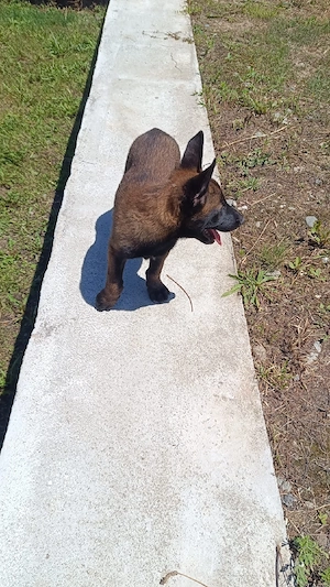 Căței ,, Ciobanesc Belgian Malinois"  - imagine 4