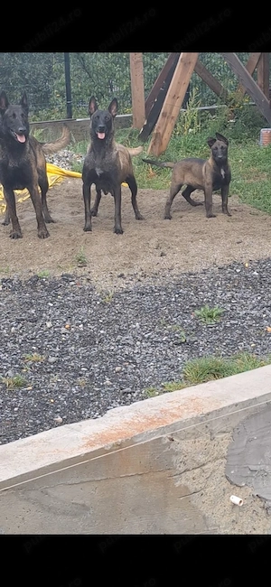 Căței ,, Ciobanesc Belgian Malinois"  - imagine 3