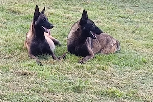 Căței ,, Ciobanesc Belgian Malinois"  - imagine 5