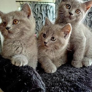 British shorthair 
