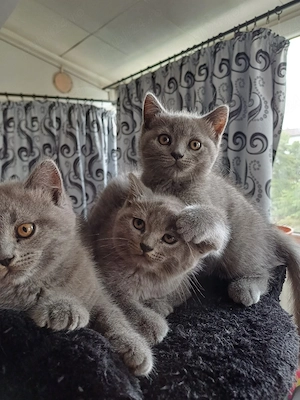 British shorthair 