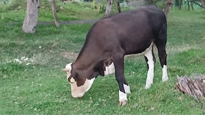 vand vaci tinere si juninci 