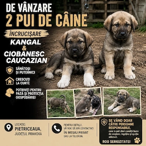 Pui ciobanesc  - imagine 4