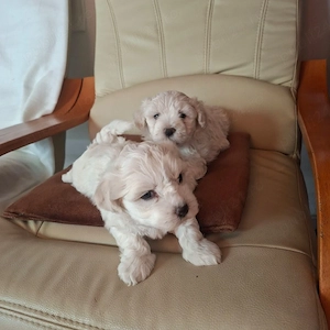 Vând Bichon Maltez  - imagine 2