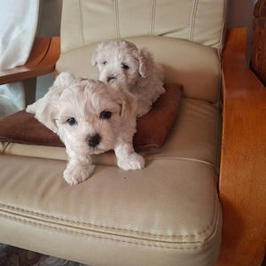 Vând Bichon Maltez  - imagine 4