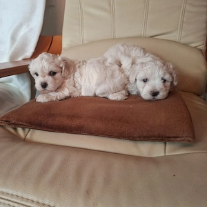 Vând Bichon Maltez  - imagine 3