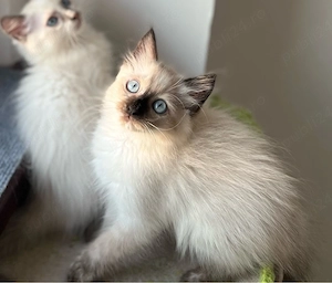 Disponibili puiuți Ragdoll - imagine 4