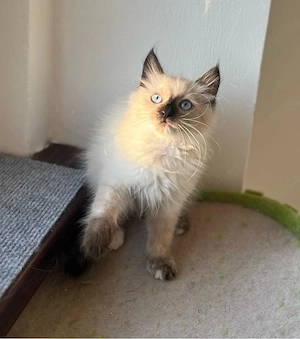 Disponibili puiuți Ragdoll - imagine 2