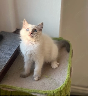 Disponibili puiuți Ragdoll - imagine 5