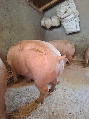 Vând porci de carne - imagine 5